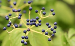 Viburnaceae