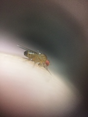 Drosophila melanogaster