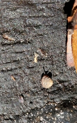Strobilops texasianus
