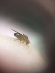 Drosophila melanogaster