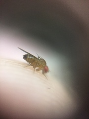 Drosophila melanogaster