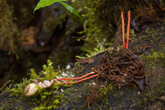 Cordyceps pruinosa