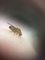 Drosophila melanogaster