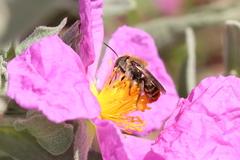 Osmia aurulenta