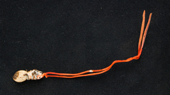 Cordyceps pruinosa
