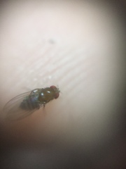 Drosophila melanogaster