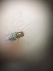 Drosophila melanogaster