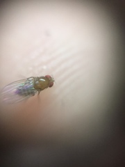 Drosophila melanogaster