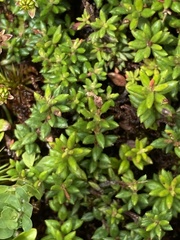 Daboecia azorica