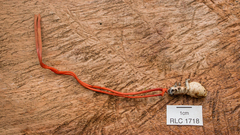 Cordyceps pruinosa