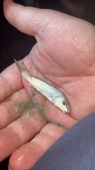 Menticirrhus americanus