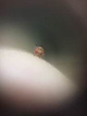 Drosophila melanogaster