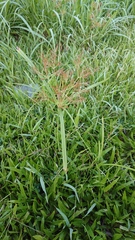 Cyperus distans