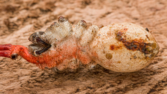 Cordyceps pruinosa