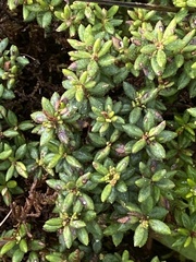 Daboecia azorica