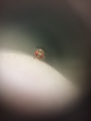 Drosophila melanogaster