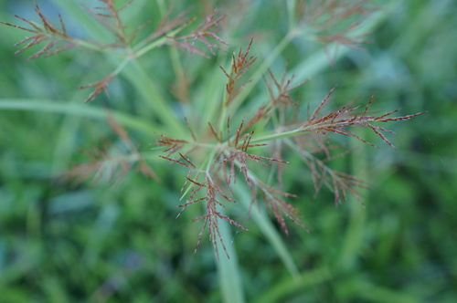 Slender cyperus