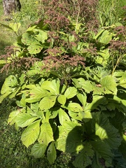 Rodgersia