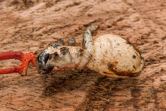 Cordyceps pruinosa