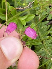 Daboecia azorica