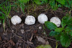 Mycenastrum corium