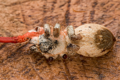 Cordyceps pruinosa