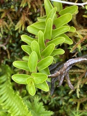 Lysimachia azorica