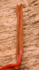 Cordyceps pruinosa