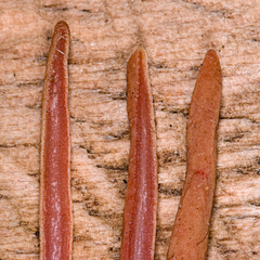 Cordyceps pruinosa