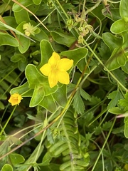 Lysimachia azorica
