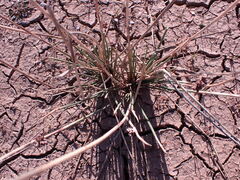 Schoenoplectus muricinux