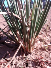 Schoenoplectus muricinux