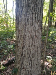 Carya