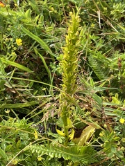 Platanthera micrantha