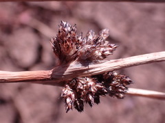 Schoenoplectus muricinux