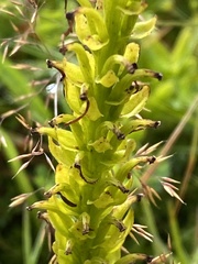 Platanthera micrantha