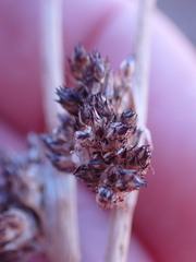 Schoenoplectus muricinux