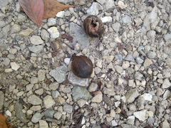 Carya