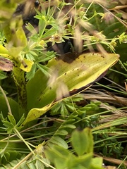 Platanthera micrantha