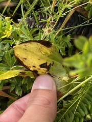 Platanthera micrantha