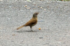Turdus leucomelas