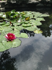 Nymphaea × khurooi