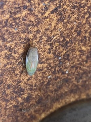 Linnavuoriella arcuata