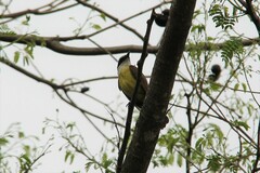 Pitangus sulphuratus