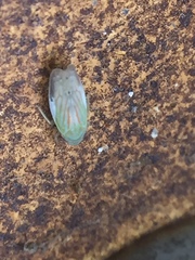 Linnavuoriella arcuata
