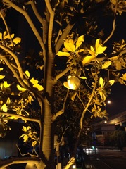 Magnolia grandiflora