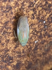 Linnavuoriella arcuata