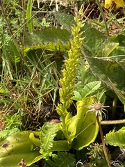 Platanthera micrantha