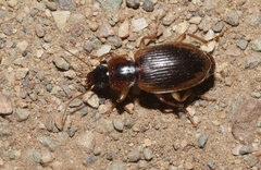 Tanystoma maculicolle