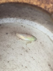 Linnavuoriella arcuata